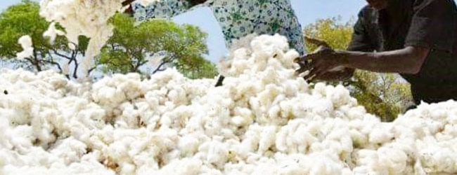 PRODUCTION COTONNIERE EN AFRIQUE : Le Burkina Faso «file un mauvais coton»