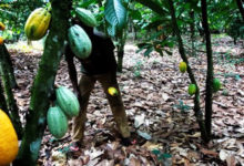 VENTE DU CACAO SUSPENDUE: La manoeuvre risquée du Ghana et de la Côte d’Ivoire