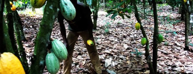 VENTE DU CACAO SUSPENDUE: La manoeuvre risquée du Ghana et de la Côte d’Ivoire