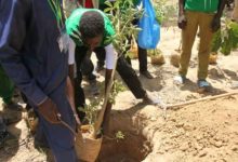REFORESTATION : Et si l’on repensait la manière de faire