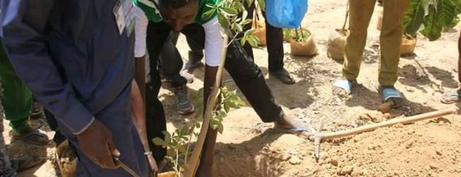 REFORESTATION : Et si l’on repensait la manière de faire