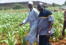 PRODUCTION AGRICOLE : Gorba, le “fou” devenu un modèle à Mani