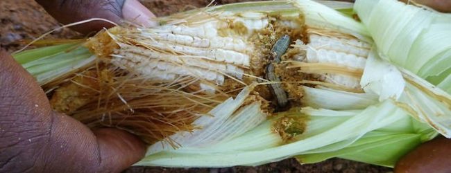 CHENILLE LÉGIONNAIRE D’AUTOMNE : CE RAVAGEUR QUI DONNE ENCORE DU TOURNIS AUX PRODUCTEURS