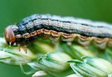 CHENILLE LÉGIONNAIRE D’AUTOMNE : Un insecte déstabilisateur d’États