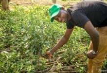 RWANDA : A 30 ans, ce jeune agro entrepreneur va faire du piment la première exportation agricole du pays