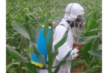 USAGE INCONTRÔLÉ DES PESTICIDES : Ces Résidus de Poison qui Garnissent nos Assiettes
