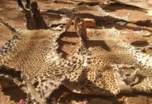 Protection de la Faune au Burkina Faso : Deux Trafiquants condamnés à Fada