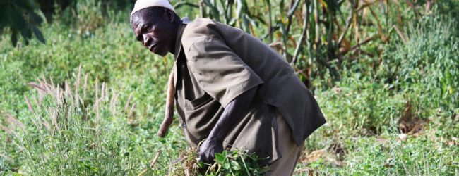 Burkina Faso :             Bientôt une carte professionnelle pour les agriculteurs