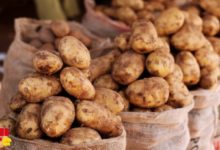 Sikasso :                                  2e région productrice de denrées mais leader en malnutrition