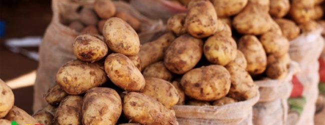 Sikasso :                                  2e région productrice de denrées mais leader en malnutrition