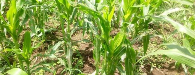 Burkina Faso:               Legmoin attaqué par la CLA