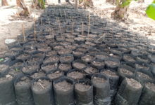 Burkina Faso:                          Le projet climat prépare sa pépinière à La