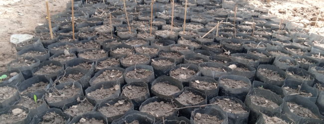 Burkina Faso:                          Le projet climat prépare sa pépinière à La