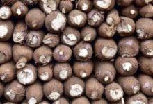 Energie :                                De l’électricité produite à base de manioc, l’idée géniale de deux frères au Ghana