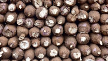 Energie :                                De l’électricité produite à base de manioc, l’idée géniale de deux frères au Ghana