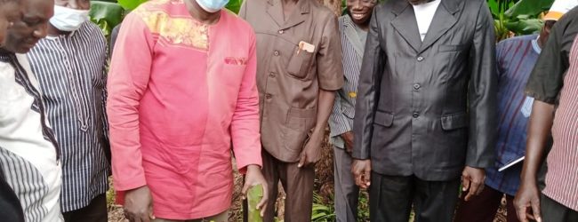 Burkina Faso : Production de Banane : La campagne officiellement lancée