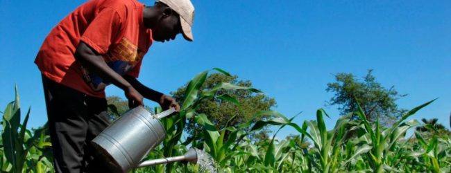 RDC : la faculté des sciences de l’UNIKIS découvre un engrais capable de fertiliser le sol pendant 400 ans