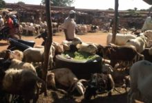 Tabaski 2020:  Le marché à bétail de Bobo-Dioulasso enregistre une ambiance morose malgré le prix abordable des moutons