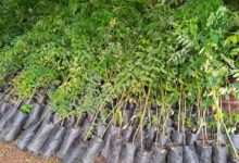 Célébration de la JNA 2020 : La Scoops/AVD offre 500 plants à la région du Centre