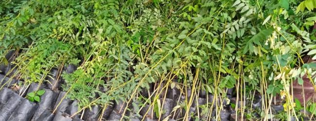 Célébration de la JNA 2020 : La Scoops/AVD offre 500 plants à la région du Centre