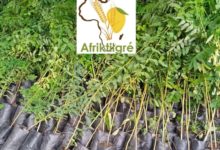 Journée Nationale de l’Arbre :            Le message de la Coalition Citoyenne pour la Préservation de l’Environnement
