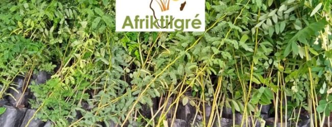 Journée Nationale de l’Arbre :            Le message de la Coalition Citoyenne pour la Préservation de l’Environnement