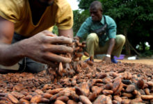 Ghana :             La production de cacao devrait atteindre 900 000 tonnes en 2020/2021