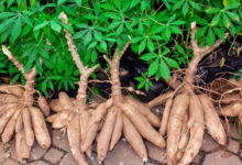 Agriculture: Le manioc, une mine d’or pour l’Afrique Centrale