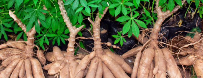 Agriculture: Le manioc, une mine d’or pour l’Afrique Centrale