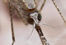 Afrique : Une nouvelle menace sanitaire plane sur le continent