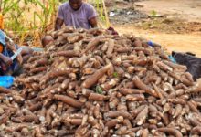 Nigéria :De l’électricité à partir du manioc