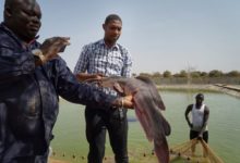 Mali : Les secteurs de la pêche et de l’aquaculture vont recevoir 15 millions de dollars pour leur développement