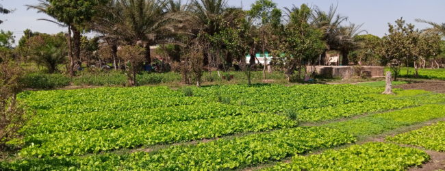 Côte d’Ivoire : 14 millions de dollars en faveur des petits producteurs et pour les femmes dans le centre du pays