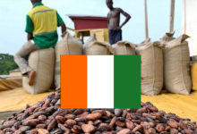 Côte d’Ivoire: le pays a du mal à vendre les droits d’exportation sur sa récolte de cacao