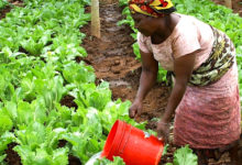 Le Gabon adopte une stratégie ambitieuse pour réduire de 50% ses importations alimentaires d’ici 2022.