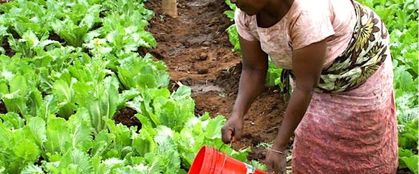 Le Gabon adopte une stratégie ambitieuse pour réduire de 50% ses importations alimentaires d’ici 2022.