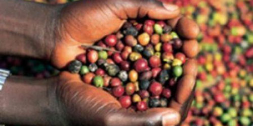 Côte d’Ivoire/Campagne caféière 2020-2021 : Le prix garanti aux producteurs enregistre une baisse de 155 FCFA