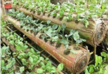 Agriculture hors sols: Cultiver des légumes sur des bûches de bananiers, une technique innovante développée en Indonésie.