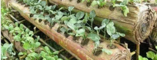 Agriculture hors sols: Cultiver des légumes sur des bûches de bananiers, une technique innovante développée en Indonésie.
