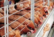 La Côte d’Ivoire abritera d’ici 2022, la plus grande ferme avicole d’Afrique de l’Ouest