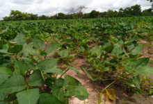 L’Afrique, la nouvelle frontière pour les cultures OGM ?
