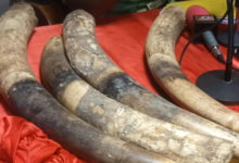 LUTTE CONTRE LACRIMINALITE FAUNIQUE : Un Trafiquant de Défenses D’Eléphants aux Arrêts dans la Sissili