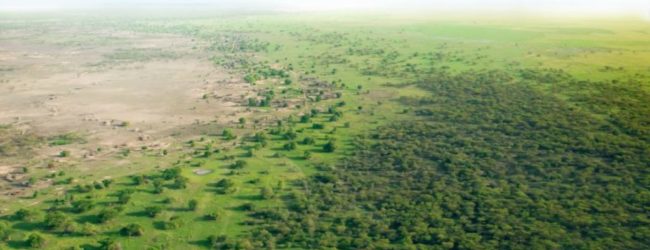 Le projet de la Grande Muraille Verte reçoit plus de 14 milliards de dollars pour reverdir le Sahel.