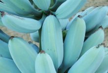 Blue Java Banana: La banane de la crème glacée