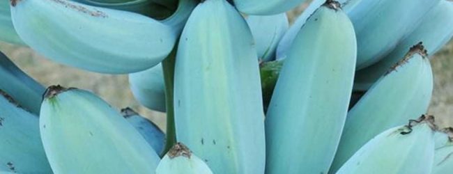 Blue Java Banana: La banane de la crème glacée
