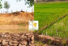 70 000 ha dégradés seront bientôt réhabilités et irrigués au Niger