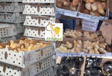 Aviculture : 42 000 poussins chairs et 26 000 poussins fermiers attérissent à Ouagadougou