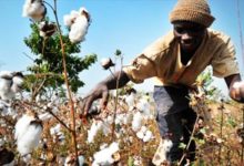 Mali : Après une campagne 2020/2021 catastrophique, la filière cotonnière veut remonter la pente avec une production de 810 000 tonnes en 2021/2022