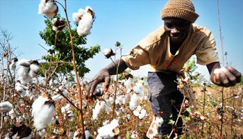 Mali : Après une campagne 2020/2021 catastrophique, la filière cotonnière veut remonter la pente avec une production de 810 000 tonnes en 2021/2022