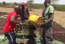 Kenya: une startup transforme le fléau des criquets pèlerins en bénédiction pour les agriculteurs